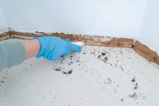 Best Affordable Pest Control Services  in Newkirk, OK